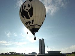 WWF обвинили в сговоре с мировыми корпорациями