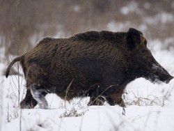 В Токио кабаниха напала на шестерых человек