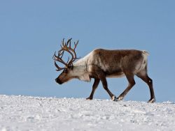 На Колыме подсчитывают точное поголовье оленей