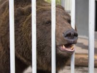 В Якутии медведь растерзал экс-депутата