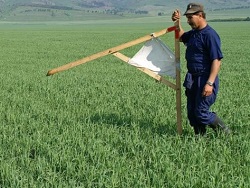 "!Рамамба хару мамбуру!", или "Дальневосточный гектар"