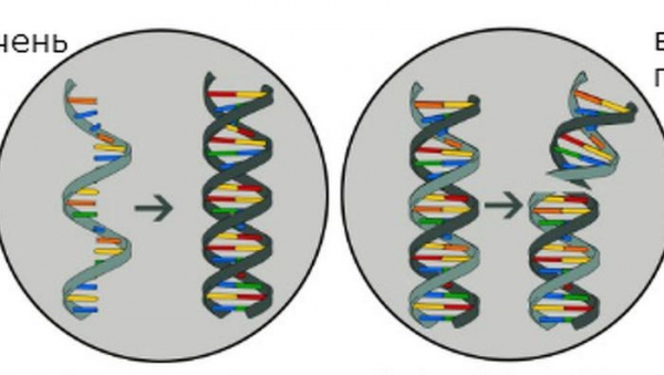 Редактирование ДНК впервые помогло излечить болезнь печени