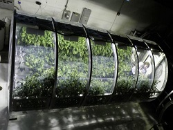 Надувные оранжереи будут снабжать астронавтов свежими продуктами