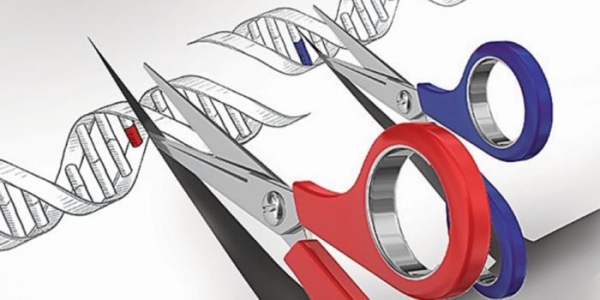 В США впервые провели редактирование человеческих эмбрионов