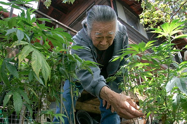 Желтый кумар. Китай превратился в марихуановую сверхдержаву