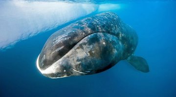 Огромный гренландский кит застрял в устье реки в Хабаровском крае