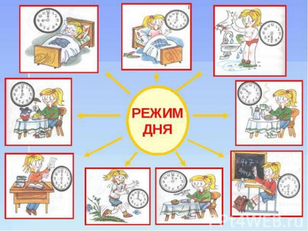 Составлен идеальный распорядок дня с учетом биологических "часов"