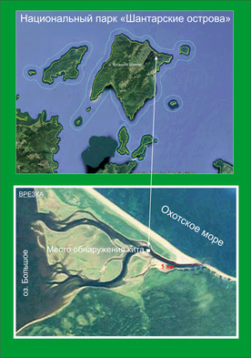 Огромный гренландский кит застрял в устье реки в Хабаровском крае
