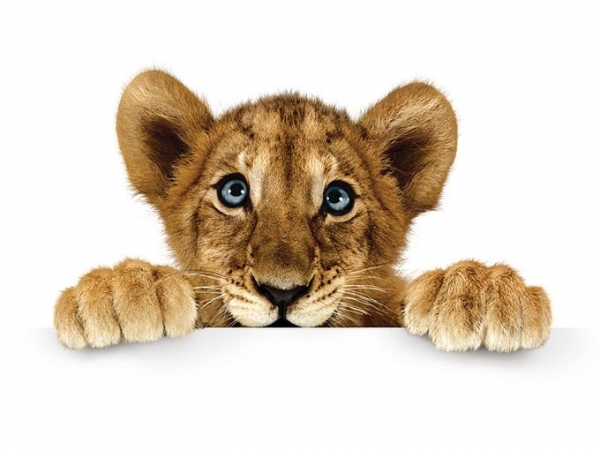 В крымском парке новорожденных львят назвали Царь, Режиссер, Матильда и Няша-Невменяша