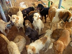 "Бриллианты, яхты и авто? Нет уж, я лучше собакам помогу!"