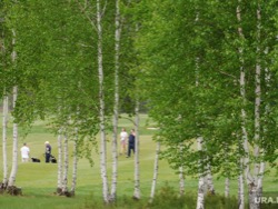 В России обнаружился дефицит берез