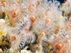 Третья &ndash; не лишняя