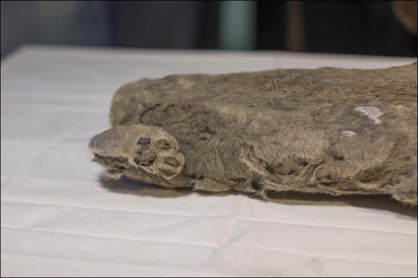 В Якутии нашли замерзшего львенка, которому больше 20 тысяч лет