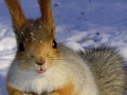 Из медведя в белку