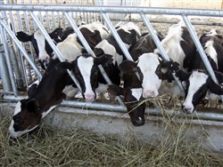 Девяностые вернулись: ФАС рассказала об экономическом "сепаратизме" регионов России