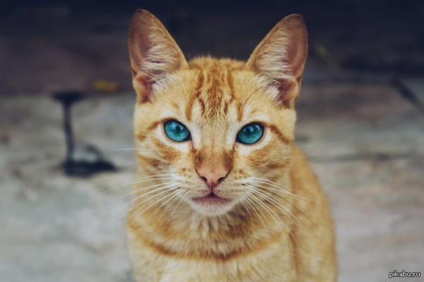 В Курске двое благотворителей изнасиловали волонтера за смерть VIP-кота