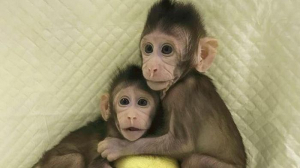 Зомби, таблетки от старости и ГМО-люди. Топ медицинских открытий 2018 года