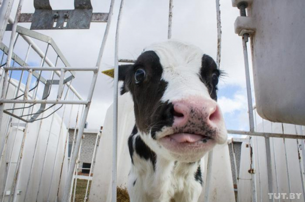 Крах белорусской экономики, или зачем Лукашенко устраивает показуху