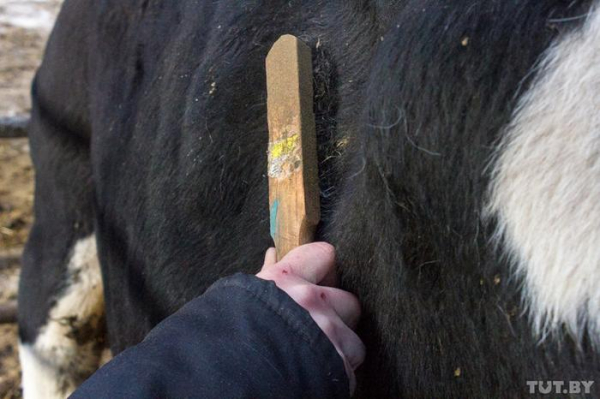 Крах белорусской экономики, или зачем Лукашенко устраивает показуху