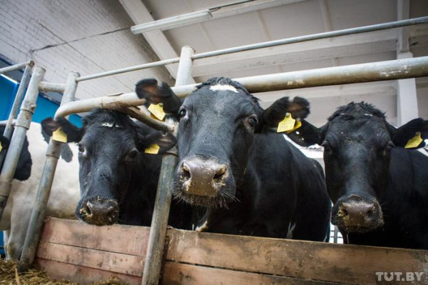 Крах белорусской экономики, или зачем Лукашенко устраивает показуху