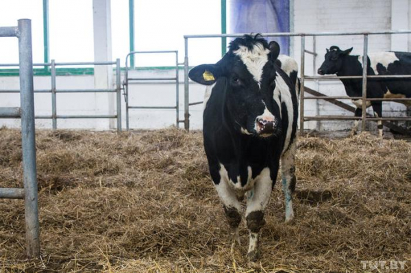 Крах белорусской экономики, или зачем Лукашенко устраивает показуху