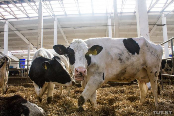 Крах белорусской экономики, или зачем Лукашенко устраивает показуху