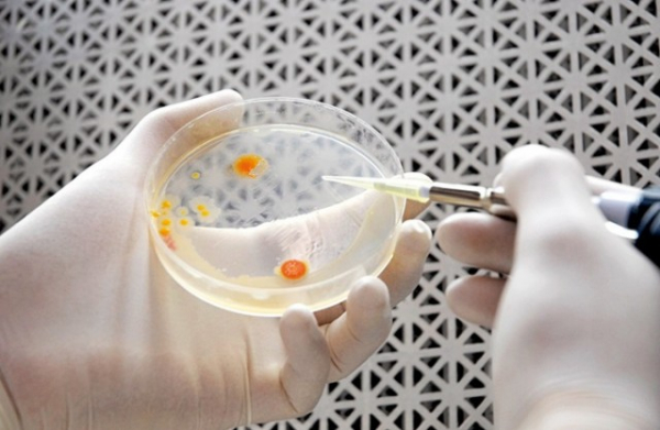 Создан самый эффективный в мире метод выпуска биотоплива