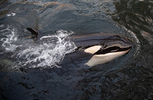 Собственник косаток и белух из &laquo;китовой тюрьмы&raquo; не собирается отпускать их на волю
