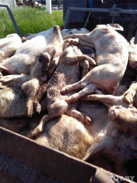 &laquo;Ложатся и умирают&raquo;. В Беларуси дохнут свиньи &mdash; от голода