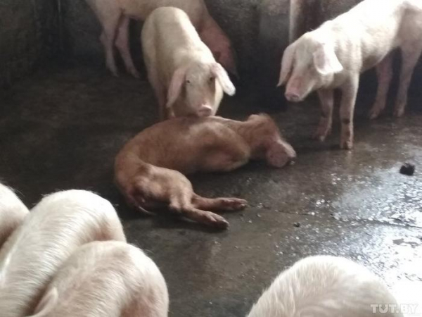 &laquo;Ложатся и умирают&raquo;. В Беларуси дохнут свиньи &mdash; от голода