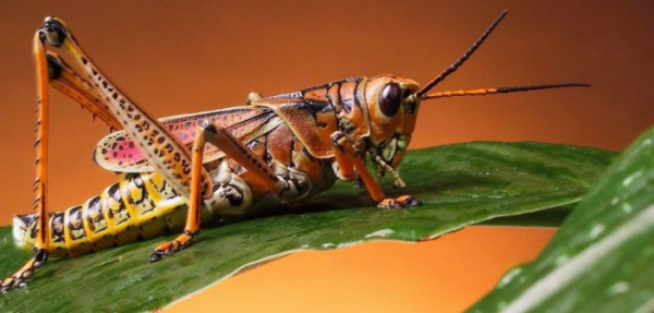 Салат из сверчков оказался полезным для организма