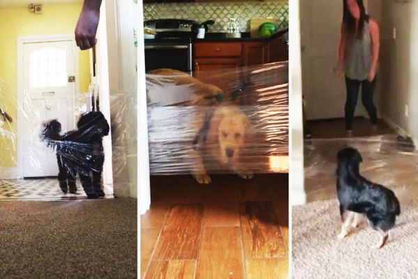 Шутка с собаками и пластиковой плёнкой возмутила общественность