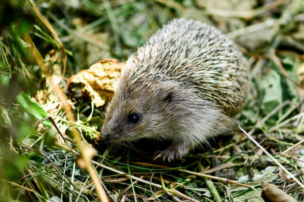 Ежики, хлеб с коноплей и беременные лошади: несколько старинных рецептов для здоровья