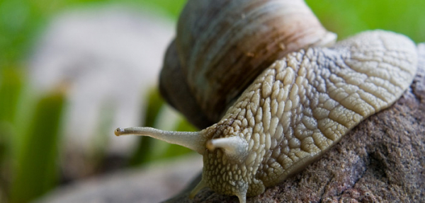 Учёные: выделенное соединение из австралийской улитки поможет снизить заболеваемость рак