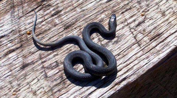 Первая помощь при укусе ядовитой змеи