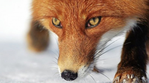 Первая помощь при укусах &mdash; что делать и как избежать