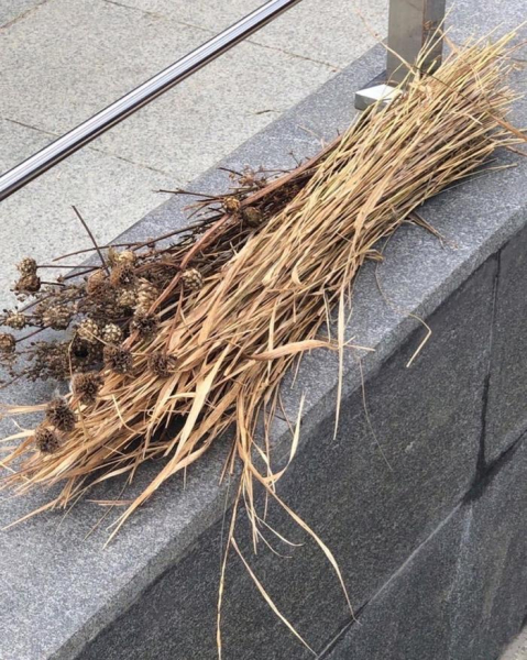 Зачем люди съели бедного слона?