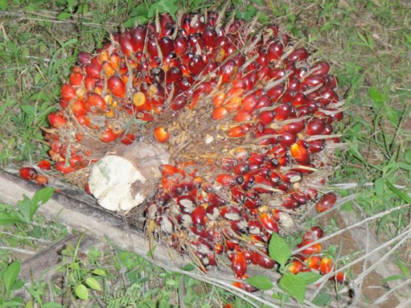 Пальмовое масло. Польза и вред