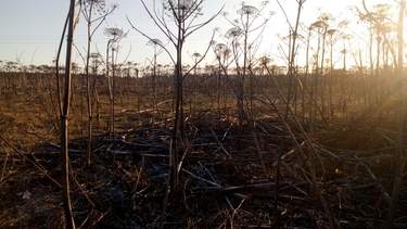 Мерзость запустения: в Ленинградской области утрачено более трети сельхозземель