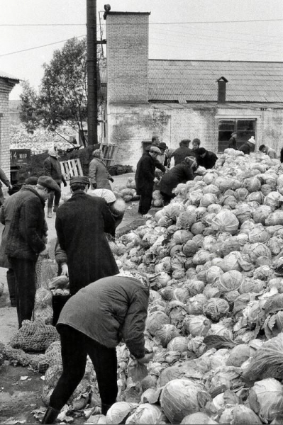 Позорные фото советского капустного рабства