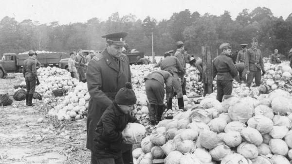 Позорные фото советского капустного рабства