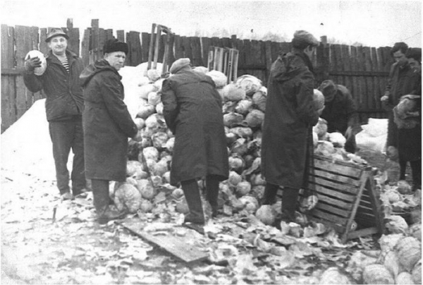 Позорные фото советского капустного рабства