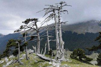 Деревья помогли ученым определить последствия средневековой чумы