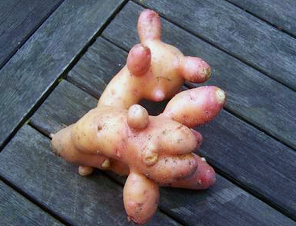 В Роскачестве предупредили о токсинах в овощах и фруктах