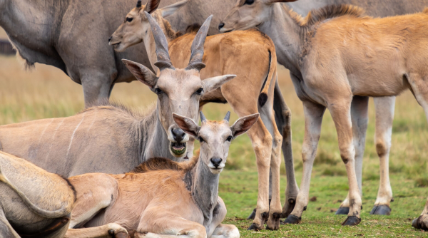 Ученые поняли, как стадо животных реагируют на опасность. Все — благодаря микророботам